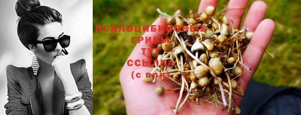 сатива Чердынь